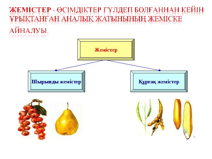 Жемістер Шырынды жемістер Құрғақ жемістер