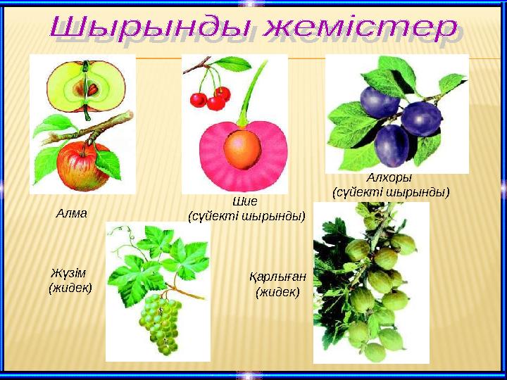 Алма Шие (сүйекті шырынды) Алхоры (сүйекті шырынды) Жүзім (жидек) Қарлыған (жидек)