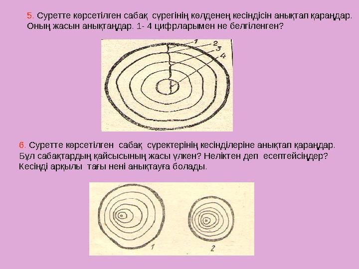 5. Суретте көрсетілген сабақ сүрегінің көлденең кесіндісін анықтап қараңдар. Оның жасын анықтаңдар. 1- 4 цифрларымен не бел