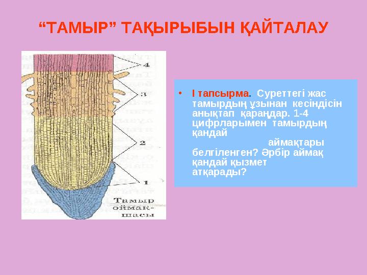 “ТАМЫР” ТАҚЫРЫБЫН ҚАЙТАЛАУ •І тапсырма. Суреттегі жас тамырдың ұзынан кесіндісін анықтап қараңдар. 1-4 цифрларымен та