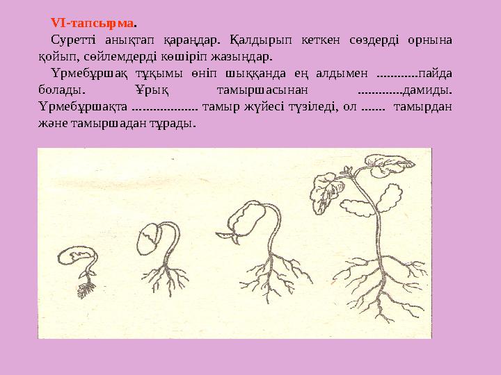 VІ-тапсырма. Суретті анықтап қараңдар. Қалдырып кеткен сөздерді орнына қойып, сөйлемдерді көшіріп жазыңдар. Үрмебұршақ тұқым