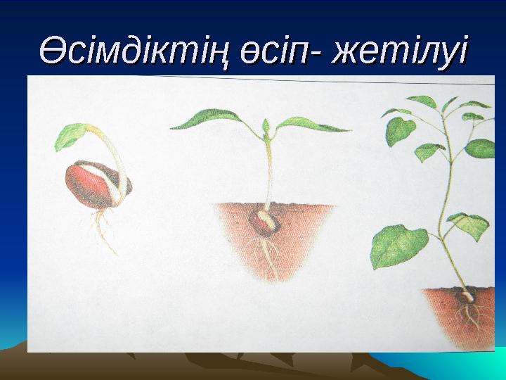 Өсімдіктің өсіп- жетілуіӨсімдіктің өсіп- жетілуі