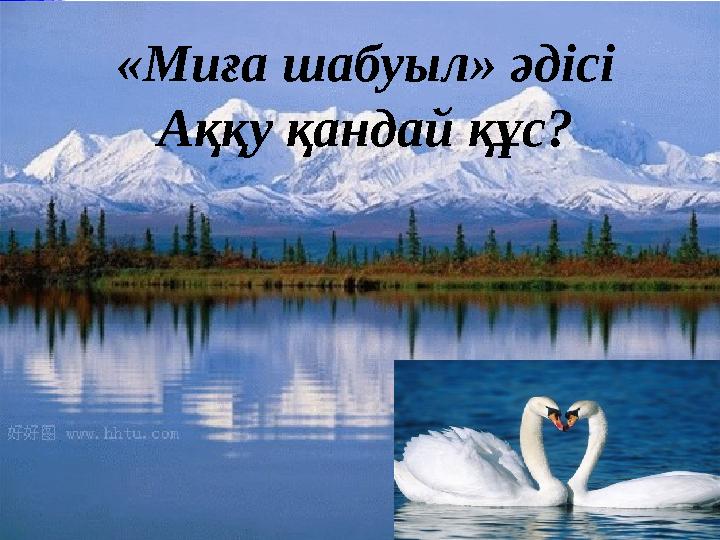 «Миға шабуыл» әдісі Аққу қандай құс?