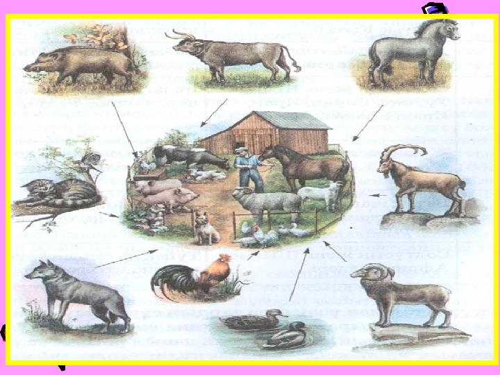 Сұрыптаудың басты мақсаты — адам баласына қажетті мол өнім беретін, суыққа, ауруға төзімді өсімдік сорттарын, мал тұқымдарын