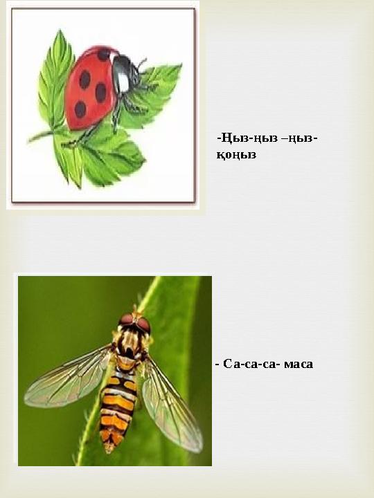 -Ңыз-ңыз –ңыз- қоңыз - Са-са-са- маса