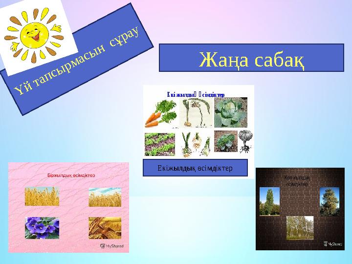 Үй тапсырмасын сұрау Жаңа сабақ Екіжылдық өсімдіктер
