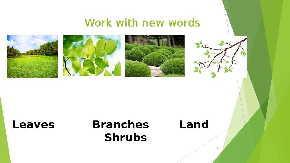 Work with new words 4 Leaves Branches Land Shrubs