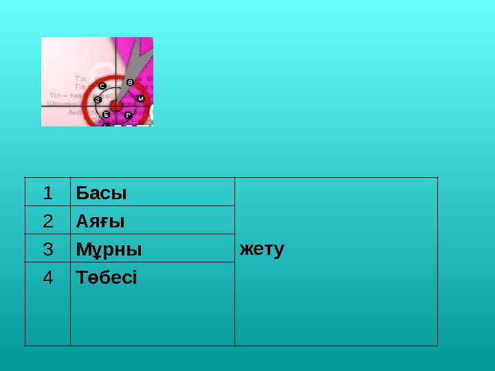 1Басы жету 2Аяғы 3Мұрны 4Төбесі