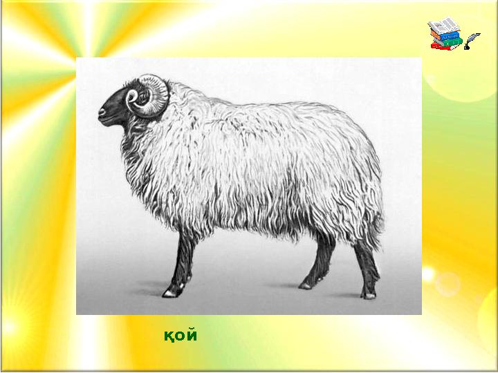 қой