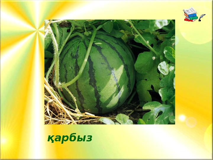 қарбыз