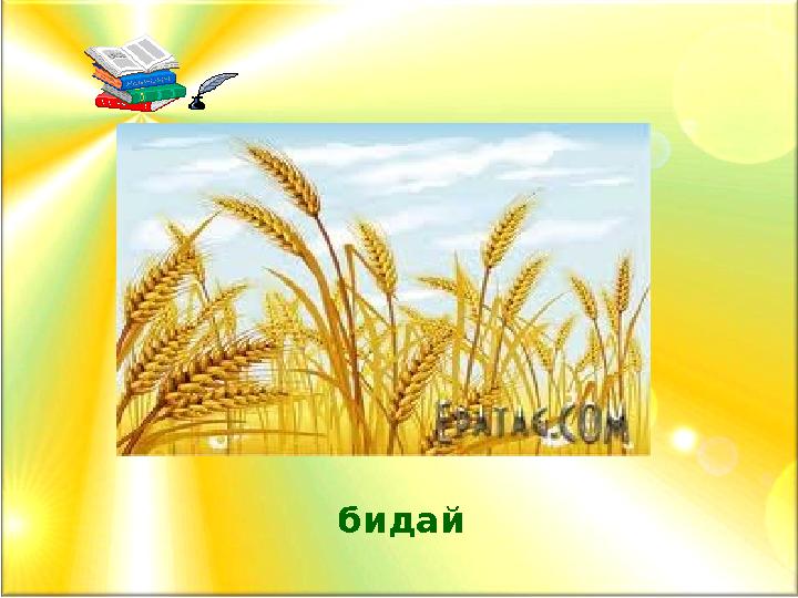 бидай