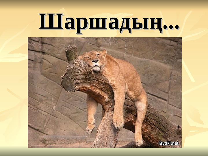 Шаршадың...Шаршадың...