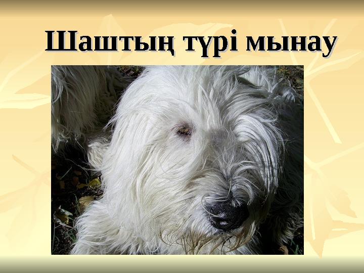 Шаштың түрі мынауШаштың түрі мынау