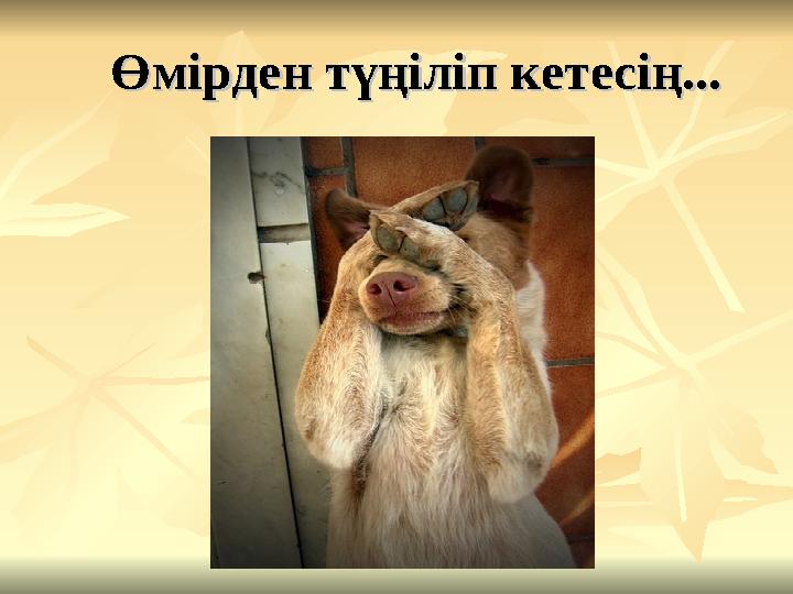 Өмірден түңіліп кетесің...Өмірден түңіліп кетесің...
