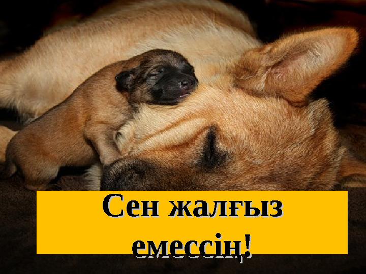 Сен жалғыз Сен жалғыз емессің!емессің!