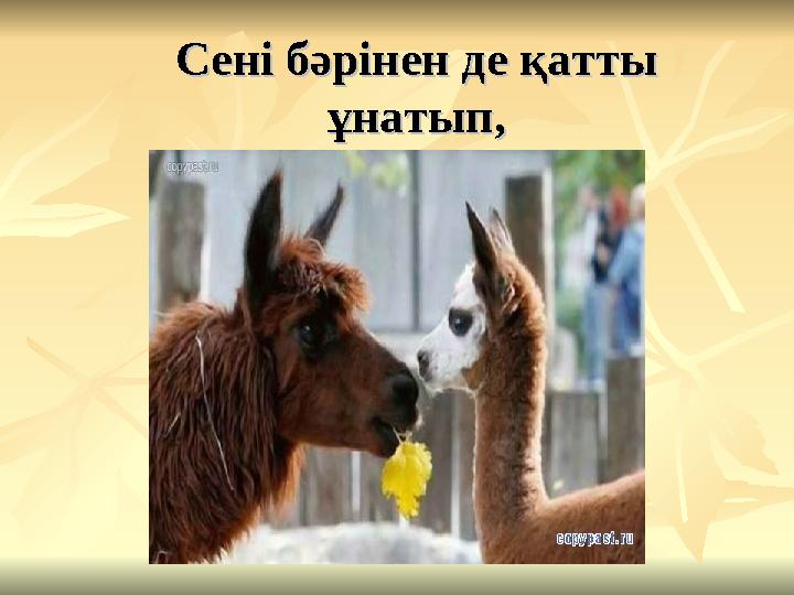 Сені бәрінен де қатты Сені бәрінен де қатты ұнатып,ұнатып,