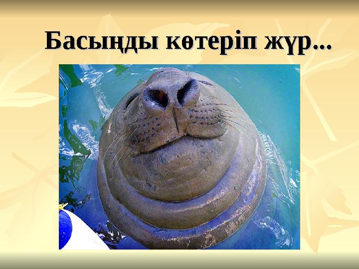 Басыңды көтеріп жүр...Басыңды көтеріп жүр...