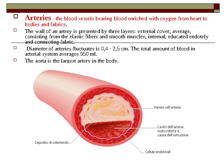 Arteries - the blood vessels bearing blood enriched with oxygen from heart to bodies and fabrics. The wall of an artery is pr