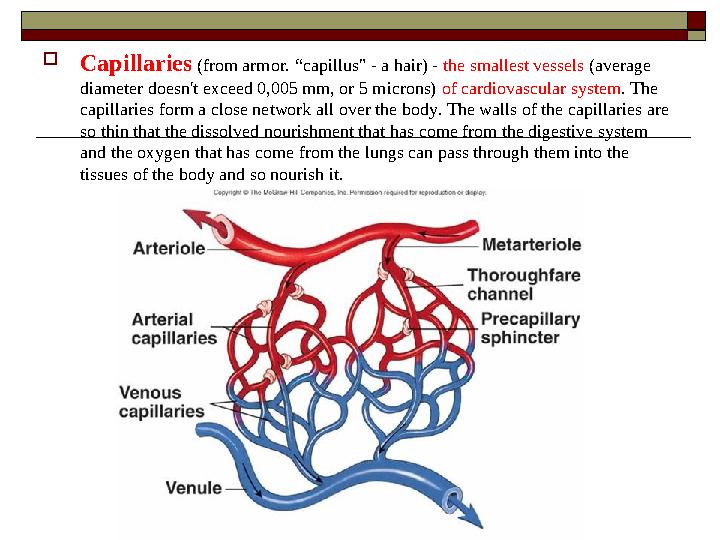 Capillaries (from armor. “capillus" - a hair) - the smallest vessels (average diameter doesn't exceed 0,005 mm, or 5 microns)