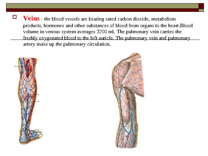 Veins - the blood vessels are bearing sated carbon dioxide, metabolism products, hormones and other substances of blood from o