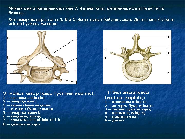 VI мойын омыртқасы (үстінен көрініс): 1 — қылқанды өсіндісі; 2 — омыртқа өзегі; 3 — төменгі буын ойдымы; 4 — жоғарғы буын ойд