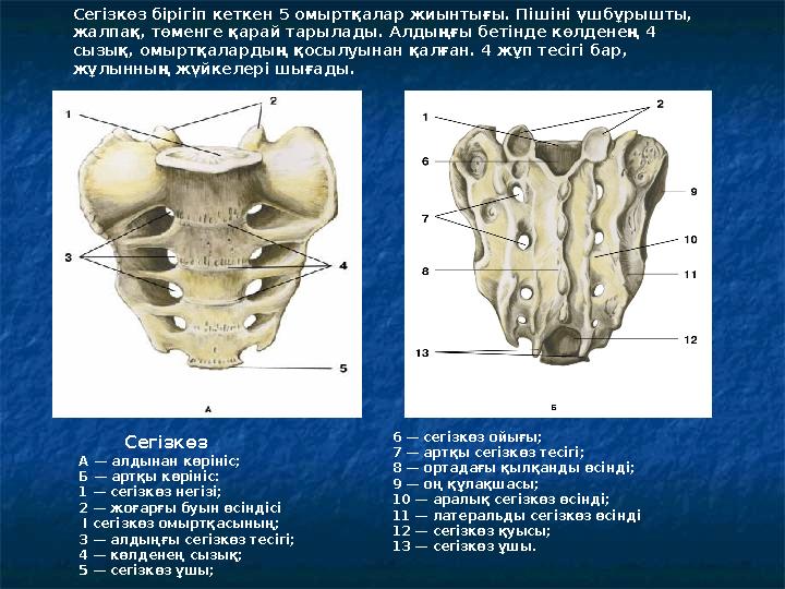 Сегізкөз А — алдынан көрініс; Б — артқы көрініс: 1 — сегізкөз негізі; 2 — жоғарғы буын өсіндісі I сегізкөз омыртқас