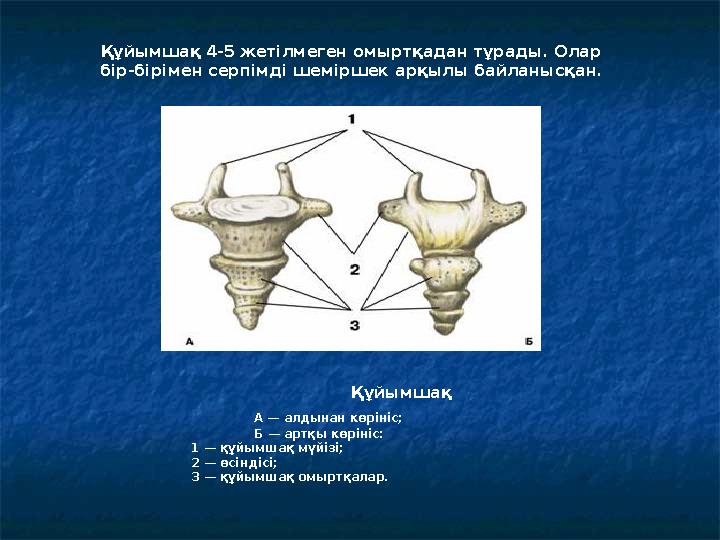 Құйымшақ А — алдынан көрініс; Б — артқы көрініс: 1 — құйымшақ мүйізі; 2 —