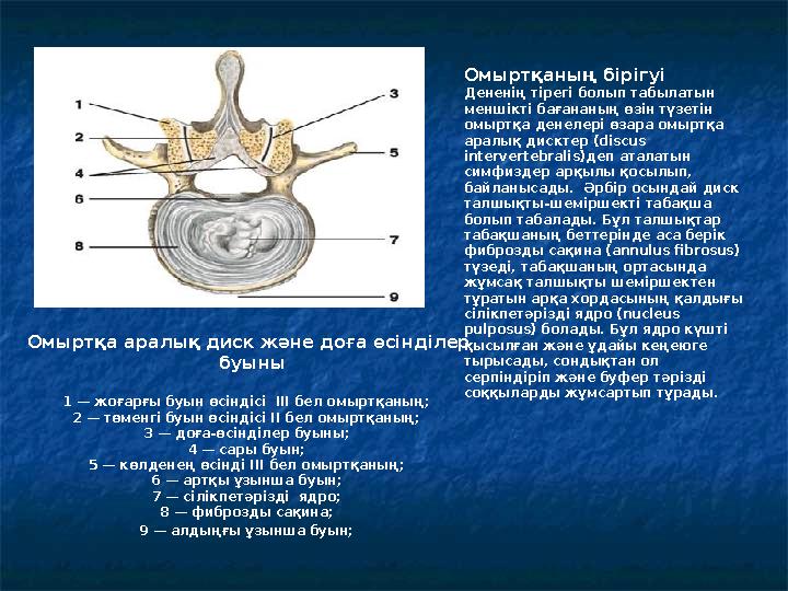 Омыртқа аралық диск және доға өсінділер буыны 1 — жоғарғы буын өсіндісі III бел омыртқаның; 2 — төменгі буын өсіндісі II бел