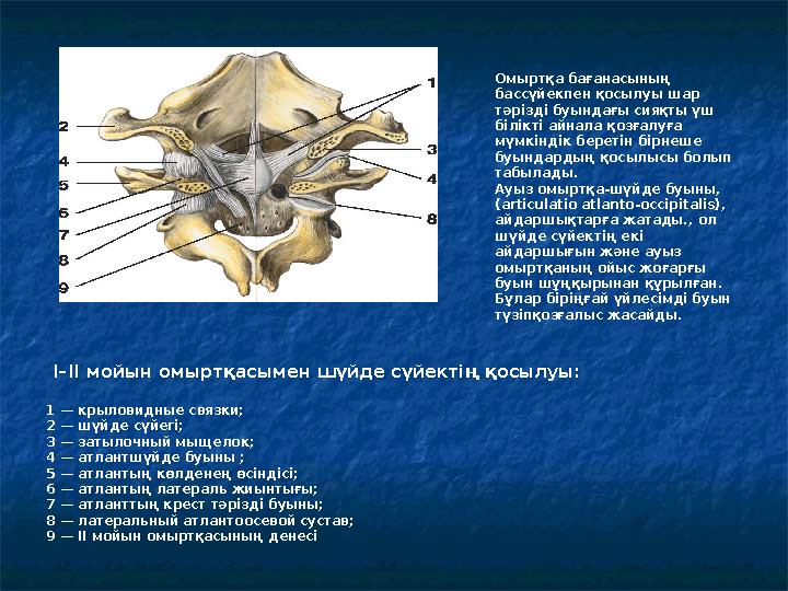 I–II мойын омыртқасымен шүйде сүйектің қосылуы: 1 — крыловидные связки; 2 — шүйде сүйегі; 3 — затылочный мыщелок; 4 — атлан