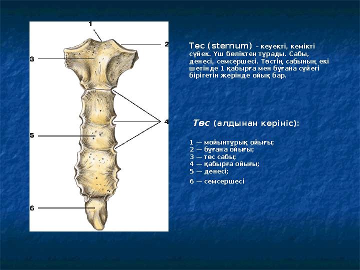 Төс (алдынан көрініс): 1 — мойынтұрық ойығы; 2 — бұғана ойығы; 3 — төс сабы; 4 — қабырға ойығы; 5 — денесі; 6 — семсерше