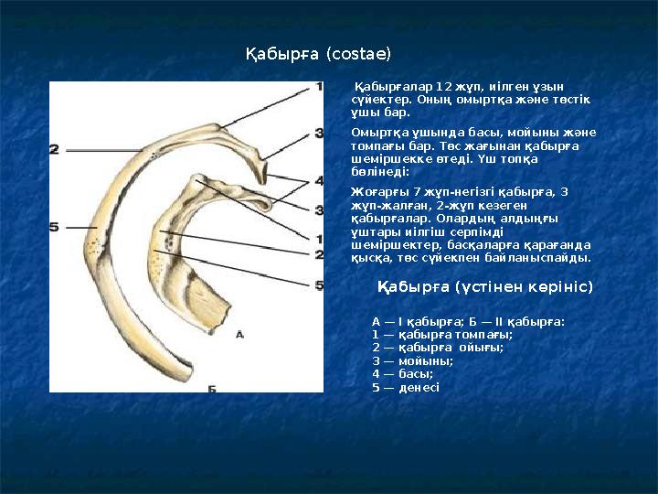 Қабырға (үстінен көрініс) А — I қабырға; Б — II қабырға: 1 — қабырға томпағы; 2 — қабырға ойығы; 3 — мойыны; 4 — басы; 5