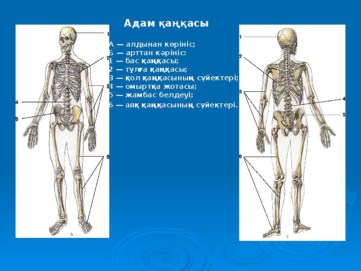 Адам қаңқасы А — алдынан көрініс; Б — арттан кәрініс: 1 — бас қаңқасы; 2 — тұлға қаңқасы; 3 — қол қаңқасының сүйектері