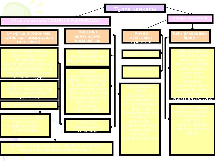 Тұлға қаңқасы Омыртқа жотасы ( COLUMNA VERTEBRALIS ) Кеуде сүйектері Қабырғалардың бірігуіКеуде қуысының сүйектеріОмыртқа ар
