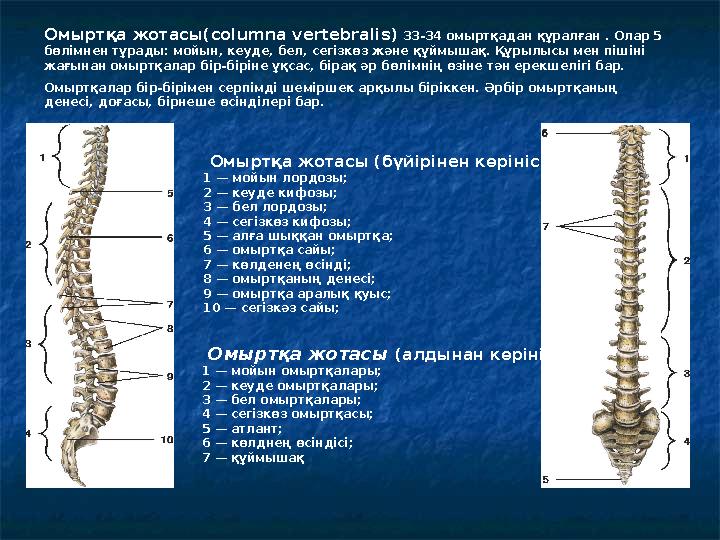 Омыртқа жотасы (бүйірінен көрініс): 1 — мойын лордозы; 2 — кеуде кифозы; 3 — бел лордозы; 4 — сегізкөз кифозы; 5 — алға шы