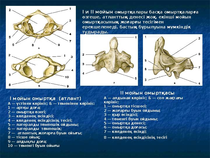 I мойын омыртқа (атлант) А — үстінен көрініс; Б — төменінен көрініс: 1 — артқы доға; 2 — омыртқа өзегі; 3 — көлденең өсінд