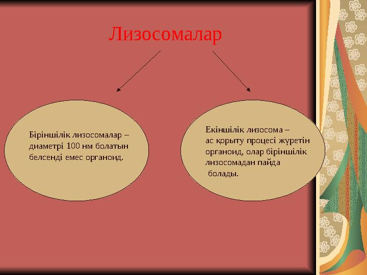 Лизосомалар Біріншілік лизосомалар – диаметрі 100 нм болатын белсенді емес органоид. Екіншілік лизосома –