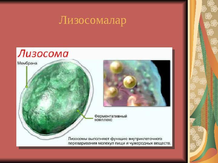 Лизосомалар