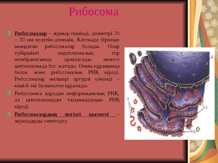 Рибосома Рибосомалар – жұмыр пішінді, диаметрі 20 – 30 нм келетін денешік. Клеткада бірнеше мыңдаған рибосомалар болады. Олар