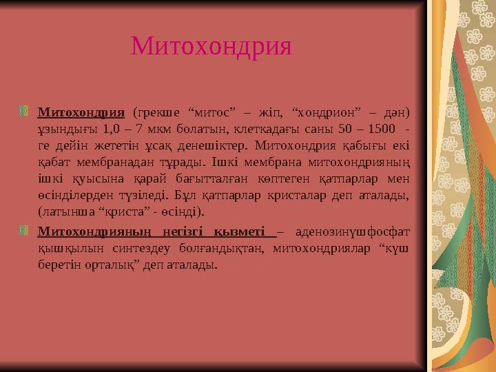 Митохондрия Митохондрия (грекше “митос” – жіп, “хондрион” – дән) ұзындығы 1,0 – 7 мкм болатын, клеткадағы саны 50 – 1500 - г
