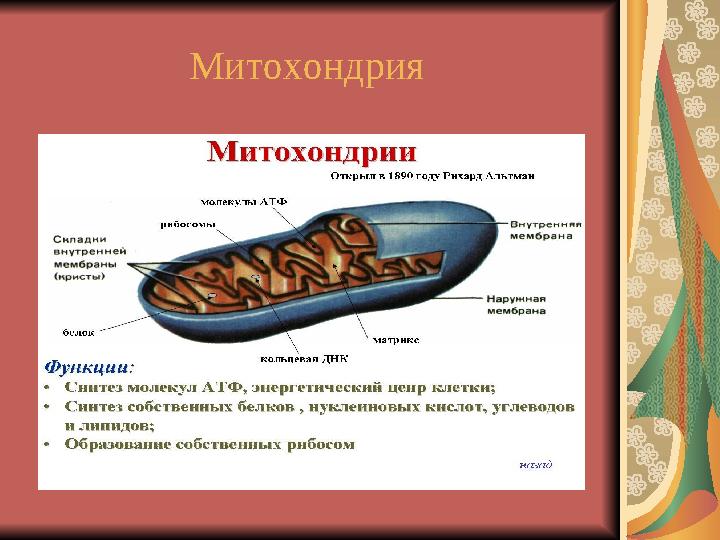Митохондрия
