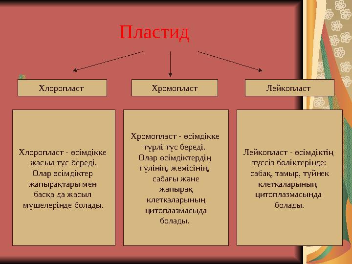 Пластид . Хлоропласт - өсімдікке жасыл түс береді. Олар өсімдіктер жапырақтары мен басқа да жасыл мүше