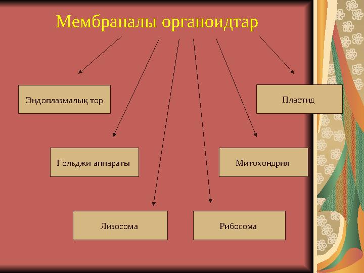 Мембраналы органоидтар Эндоплазмалық тор Гольджи аппараты Лизосома Рибосома Митохондрия Пластид