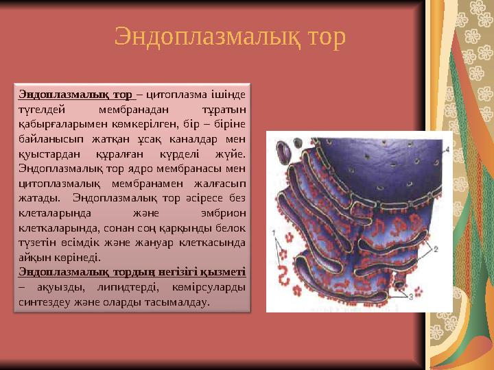 Эндоплазмалық тор Эндоплазмалық тор – цитоплазма ішінде түгелдей мембранадан тұратын қабырғаларымен көмкерілген, бір – бірі