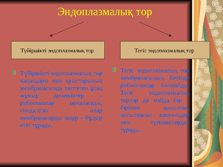 Эндоплазмалық тор Түйіршікті эндоплазмалық тор каналдары мен қуыстарының мембранасында көптеген ұсақ жұмыр ден