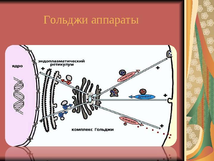 Гольджи аппараты