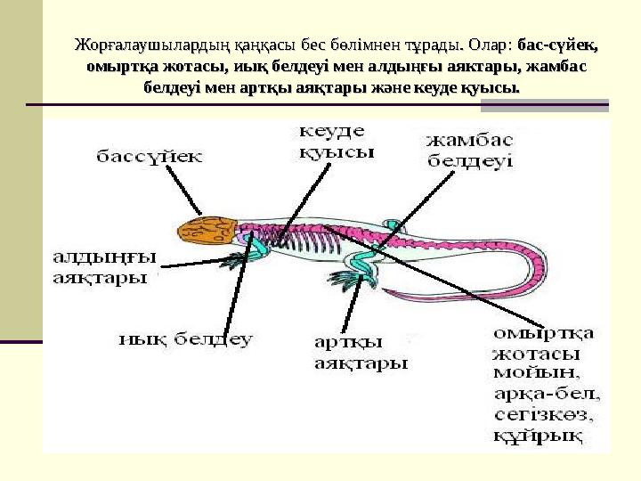 Жорғалаушылардың қаңқасы бес бөлімнен тұрады. Олар: Жорғалаушылардың қаңқасы бес бөлімнен тұрады. Олар: бас-сүйек, бас-сүйек,