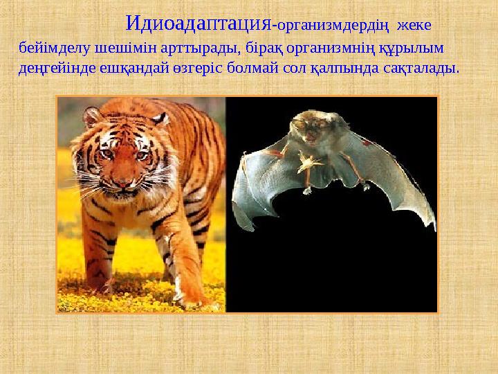 Идиоадаптация-организмдердің жеке бейімделу шешімін арттырады, бірақ организмнің құрылым деңгейінде ешқанда