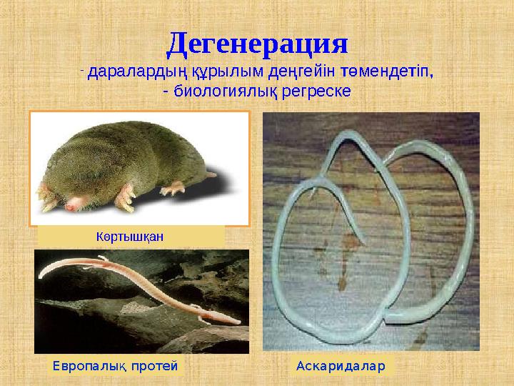 Дегенерация - даралардың құрылым деңгейін төмендетіп, - биологиялық регреске Көртышқан Европалық протей Аскаридалар