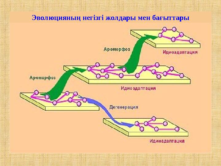 Эволюцияның негізгі жолдары мен бағыттары