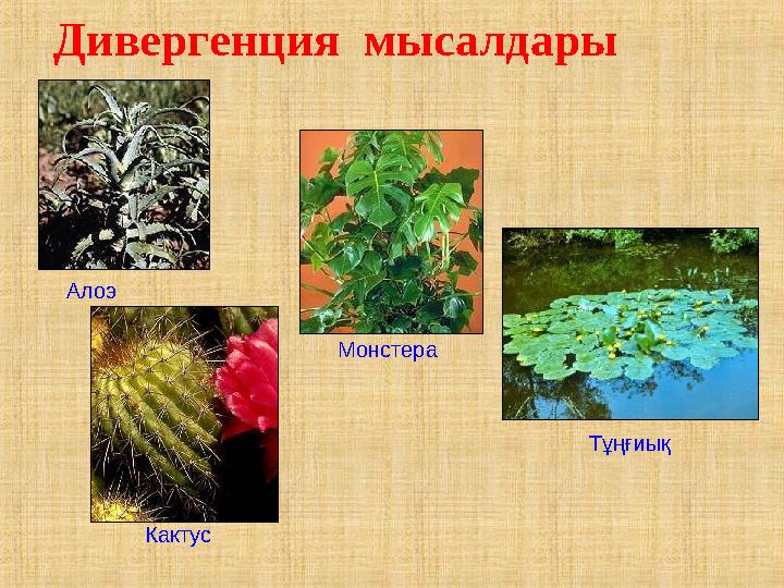 Дивергенция мысалдары Алоэ Кактус Монстера Тұңғиық